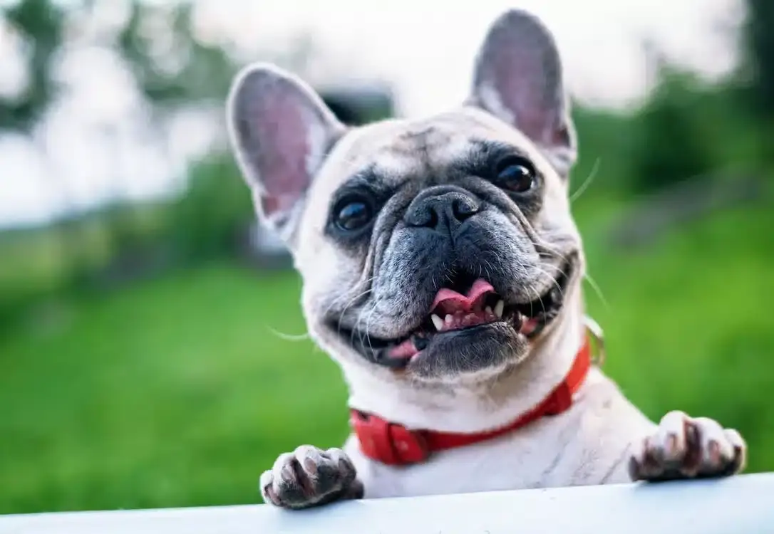 French bulldog summer smile joy 160846 1
