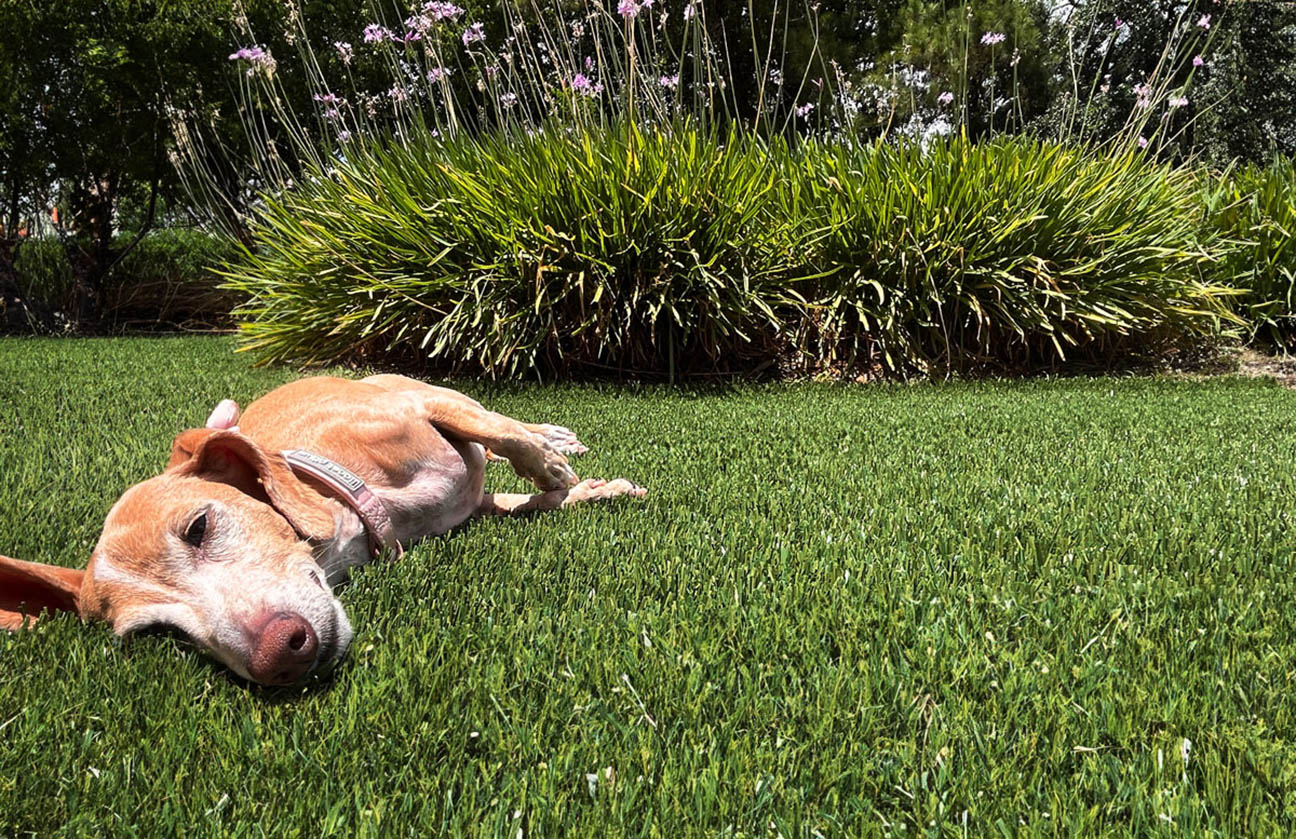 Dog laying on artificial turf